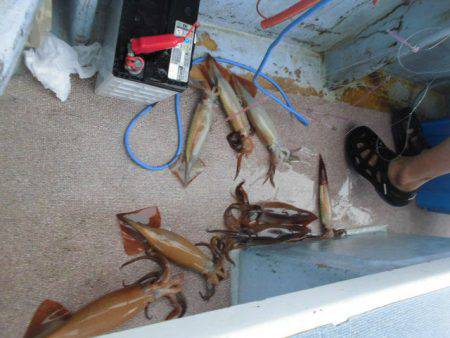 大進丸(愛知) 釣果