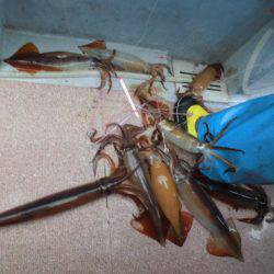 大進丸(愛知) 釣果