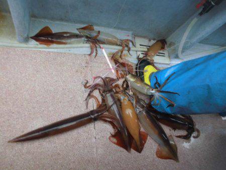 大進丸(愛知) 釣果