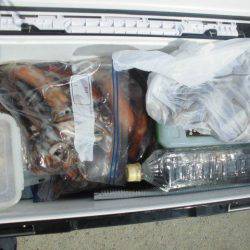 大進丸(愛知) 釣果