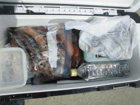 大進丸(愛知) 釣果