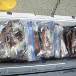 大進丸(愛知) 釣果