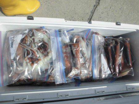 大進丸(愛知) 釣果