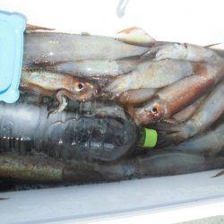 大進丸(愛知) 釣果