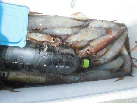 大進丸(愛知) 釣果