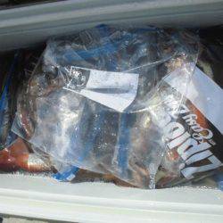 大進丸(愛知) 釣果