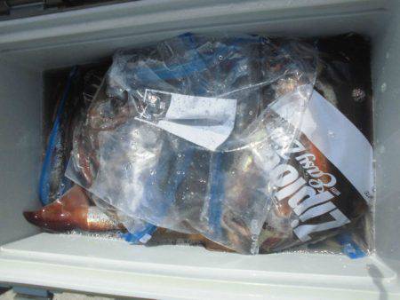 大進丸(愛知) 釣果