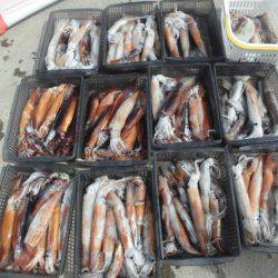 大進丸(愛知) 釣果