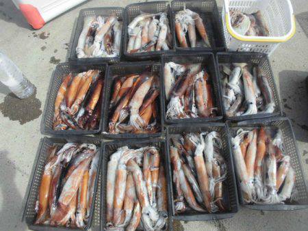 大進丸(愛知) 釣果