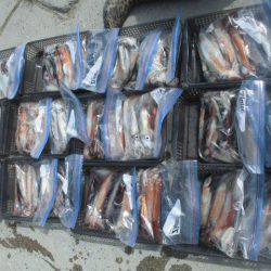 大進丸(愛知) 釣果