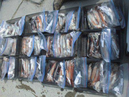 大進丸(愛知) 釣果