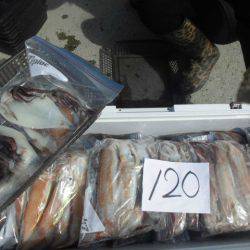 大進丸(愛知) 釣果