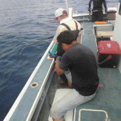 大進丸(愛知) 釣果