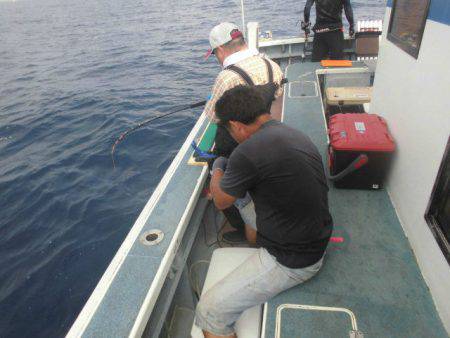 大進丸(愛知) 釣果