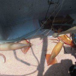 大進丸(愛知) 釣果