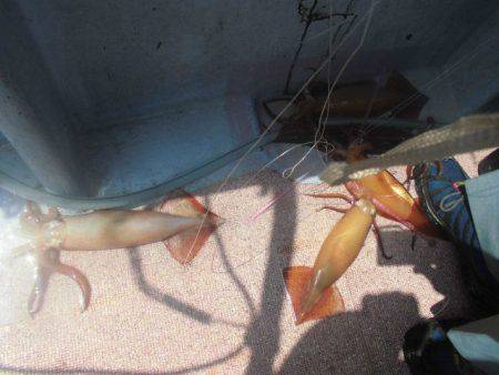 大進丸(愛知) 釣果