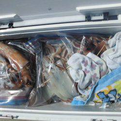 大進丸(愛知) 釣果