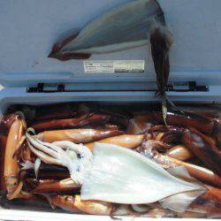 大進丸(愛知) 釣果