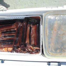 大進丸(愛知) 釣果