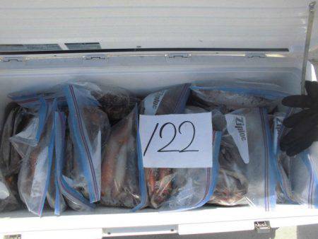 大進丸(愛知) 釣果