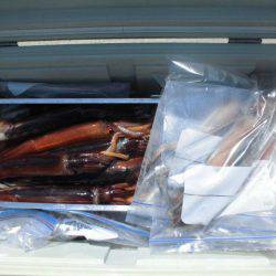 大進丸(愛知) 釣果