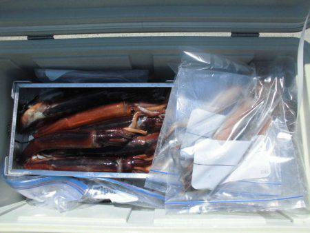 大進丸(愛知) 釣果