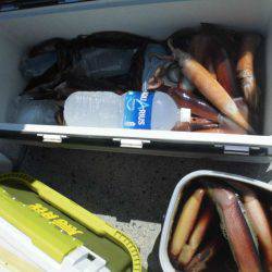 大進丸(愛知) 釣果