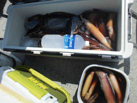 大進丸(愛知) 釣果