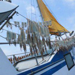 大進丸（愛知） 釣果