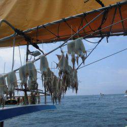 大進丸（愛知） 釣果