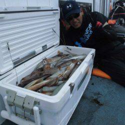 大進丸（愛知） 釣果