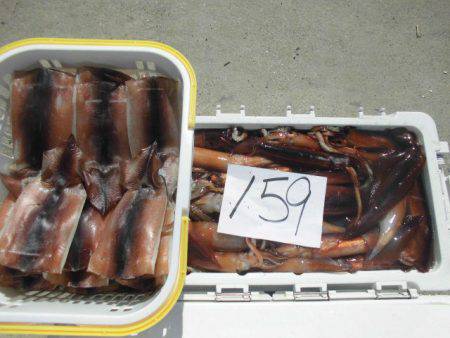 大進丸（愛知） 釣果