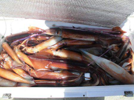 大進丸（愛知） 釣果