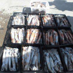 大進丸（愛知） 釣果