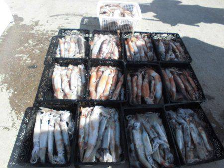 大進丸（愛知） 釣果