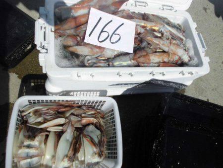 大進丸（愛知） 釣果