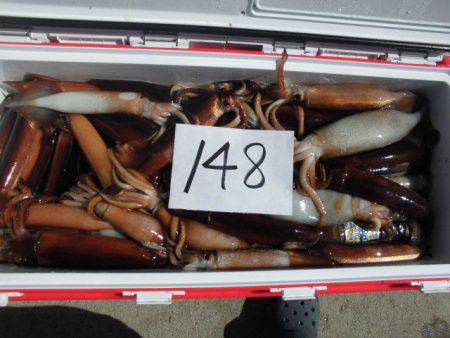 大進丸（愛知） 釣果