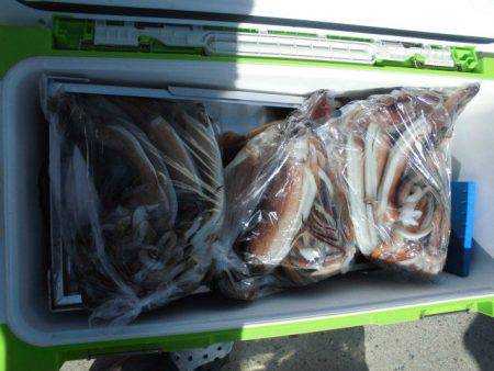 大進丸（愛知） 釣果