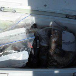 大進丸（愛知） 釣果