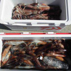 大進丸（愛知） 釣果