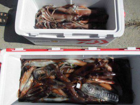 大進丸（愛知） 釣果