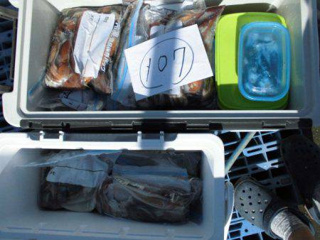 大進丸（愛知） 釣果