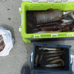 大進丸（愛知） 釣果