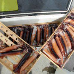 大進丸（愛知） 釣果