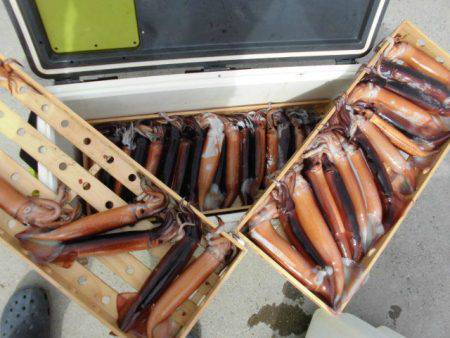 大進丸（愛知） 釣果