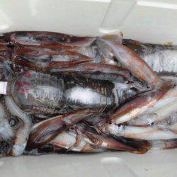 大進丸（愛知） 釣果