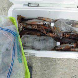 大進丸（愛知） 釣果