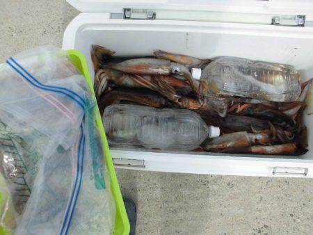 大進丸（愛知） 釣果