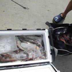 大進丸（愛知） 釣果