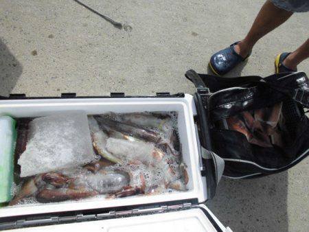 大進丸（愛知） 釣果